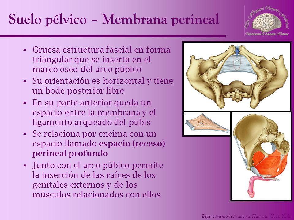 Suelo pélvico – Membrana perineal