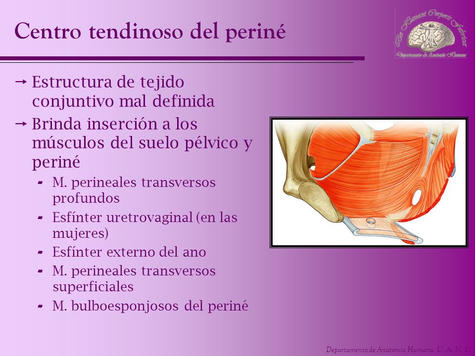 Centro tendinoso del periné