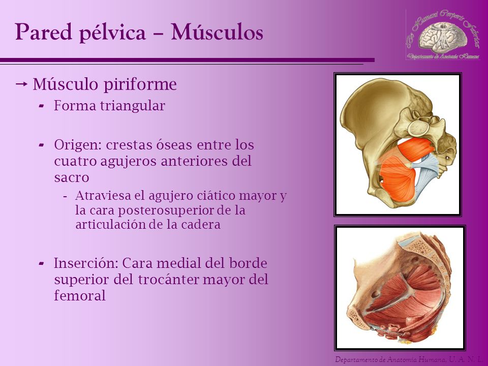 Pared pélvica – Músculos