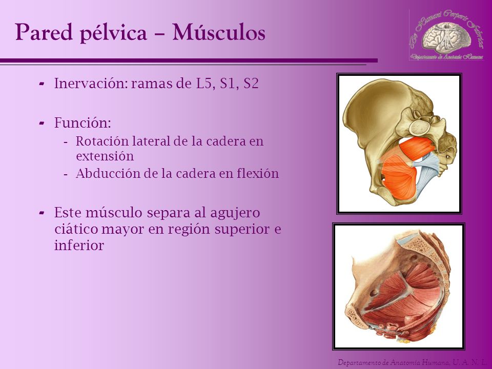 Pared pélvica – Músculos