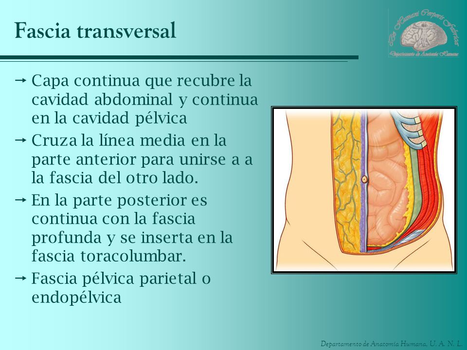 Fascia transversal Capa continua que recubre la cavidad abdominal y continua en la cavidad pélvica.