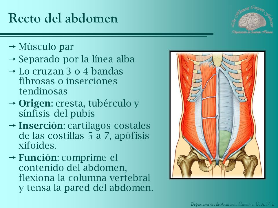 Recto del abdomen Músculo par Separado por la línea alba