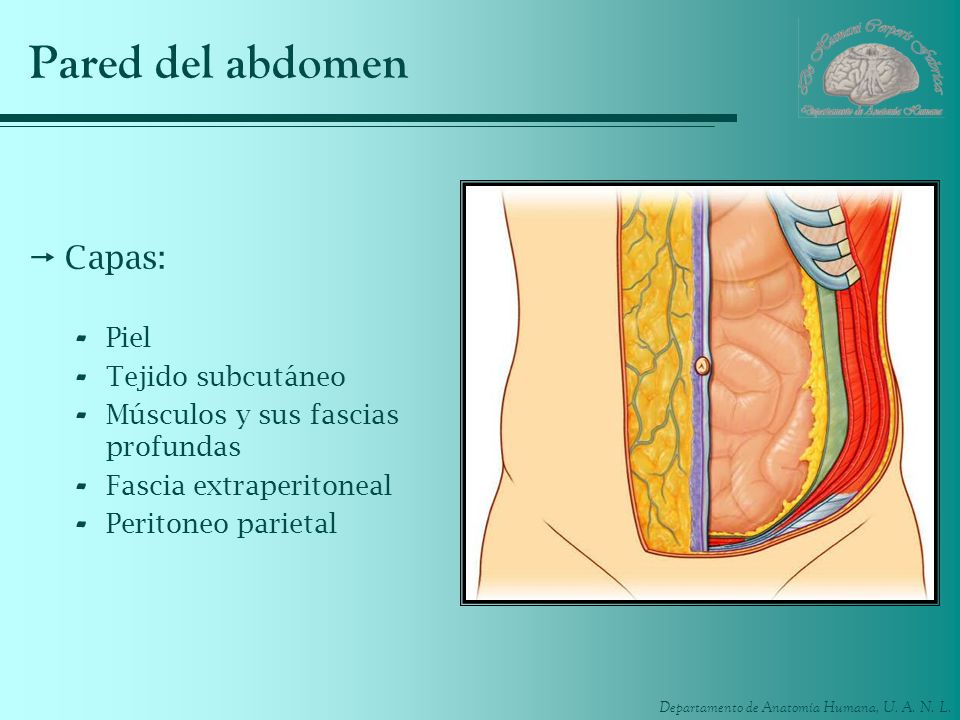 Pared del abdomen Capas: Piel Tejido subcutáneo