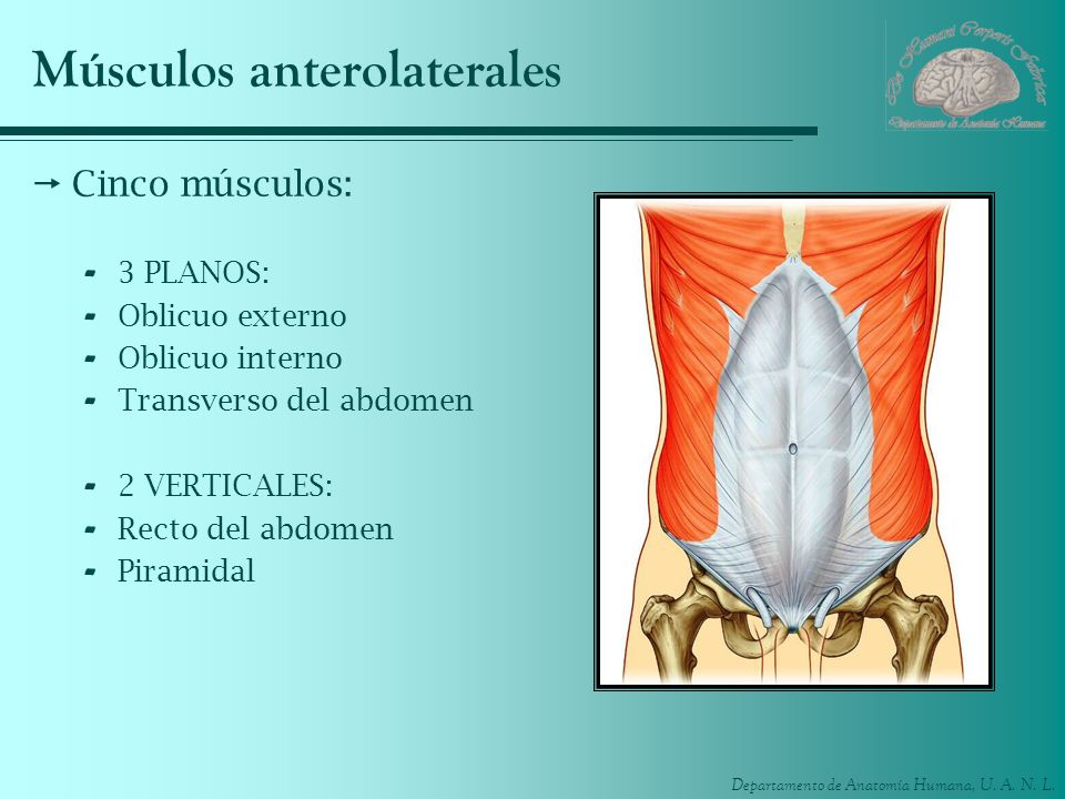 Músculos anterolaterales