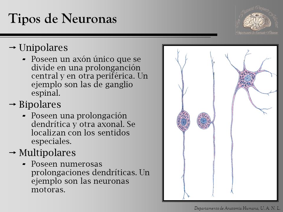 Tipos de Neuronas Unipolares Bipolares Multipolares