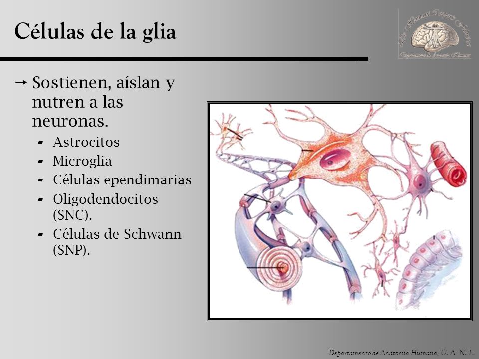 Células de la glia Sostienen, aíslan y nutren a las neuronas.