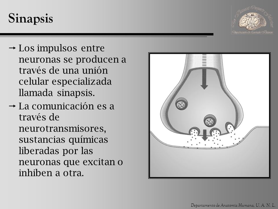 Sinapsis Los impulsos entre neuronas se producen a través de una unión celular especializada llamada sinapsis.