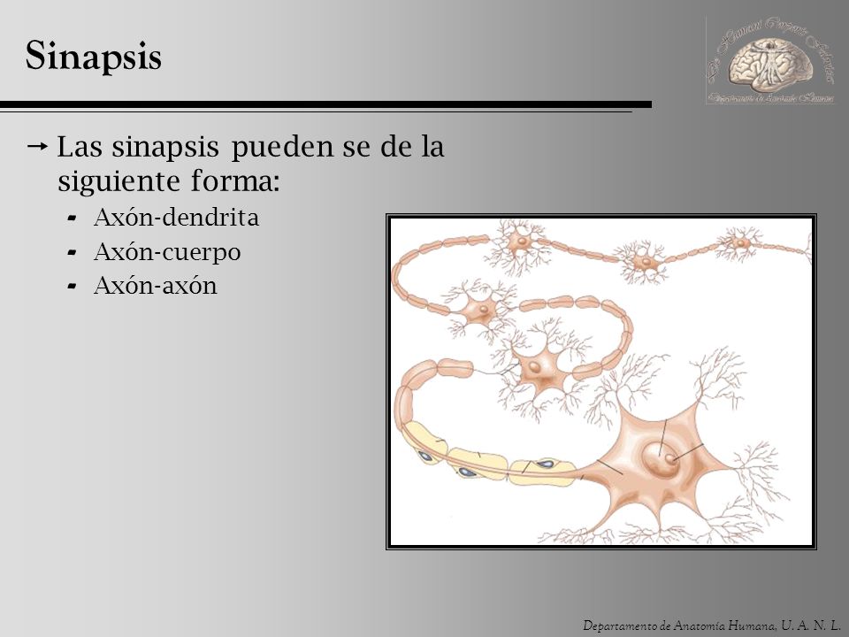 Sinapsis Las sinapsis pueden se de la siguiente forma: Axón-dendrita