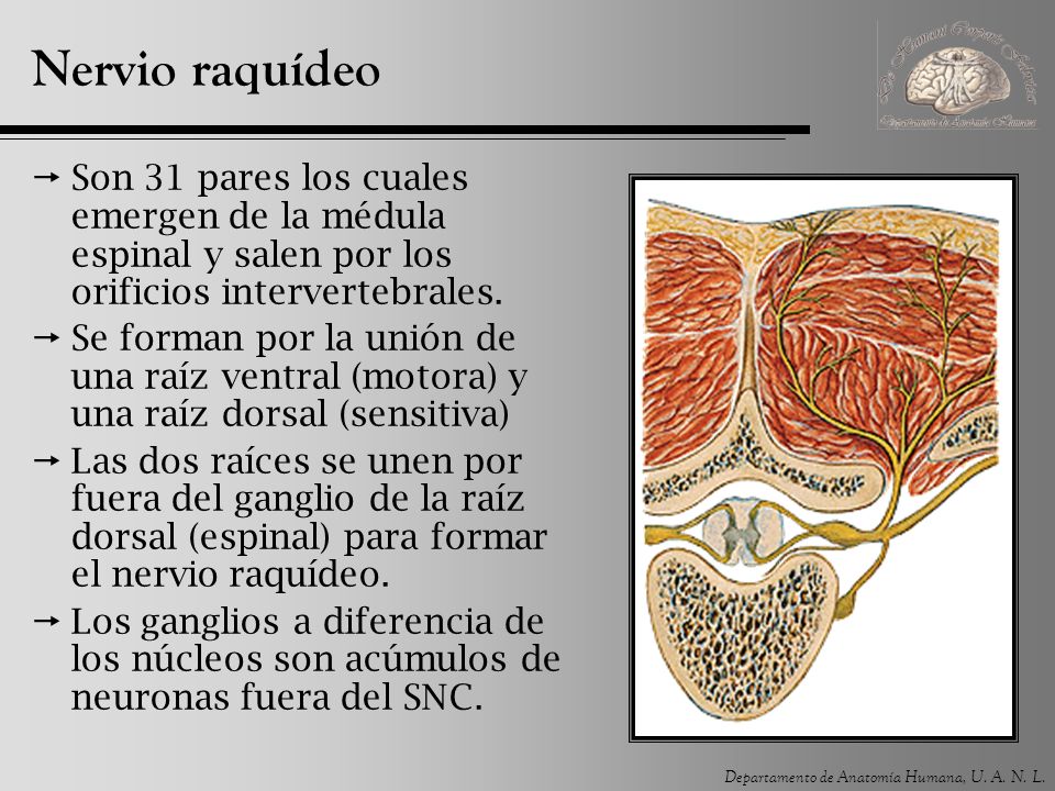 Nervio raquídeo Son 31 pares los cuales emergen de la médula espinal y salen por los orificios intervertebrales.