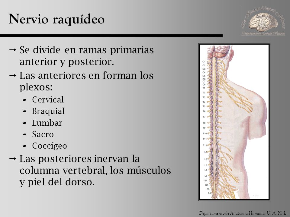 Nervio raquídeo Se divide en ramas primarias anterior y posterior.