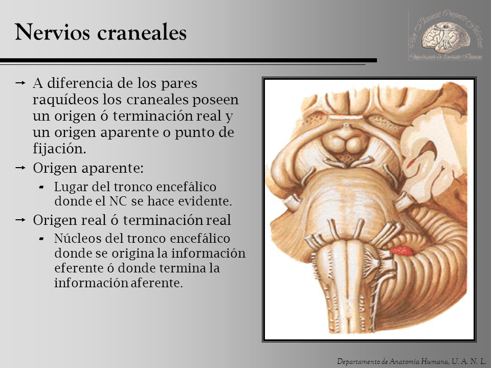 Nervios craneales A diferencia de los pares raquídeos los craneales poseen un origen ó terminación real y un origen aparente o punto de fijación.