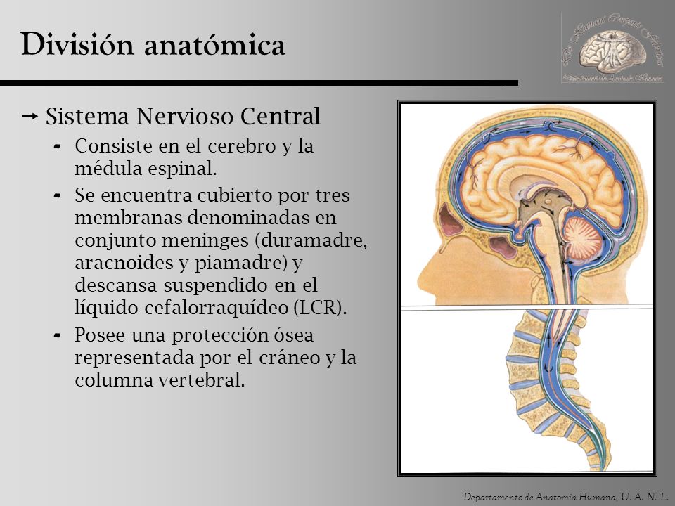 División anatómica Sistema Nervioso Central
