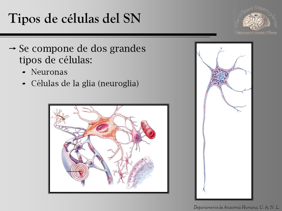 Tipos de células del SN Se compone de dos grandes tipos de células: