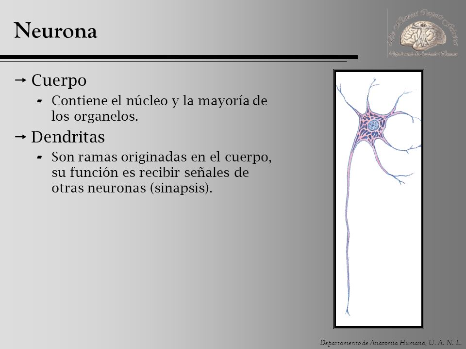 Neurona Cuerpo Dendritas