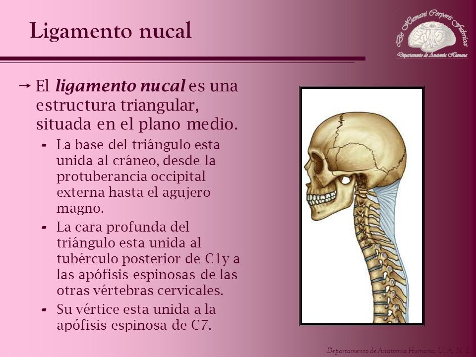 Ligamento nucal El ligamento nucal es una estructura triangular, situada en el plano medio.