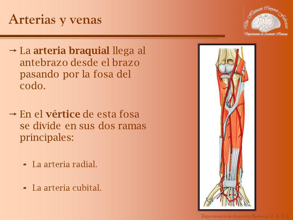 Arterias y venas La arteria braquial llega al antebrazo desde el brazo pasando por la fosa del codo.