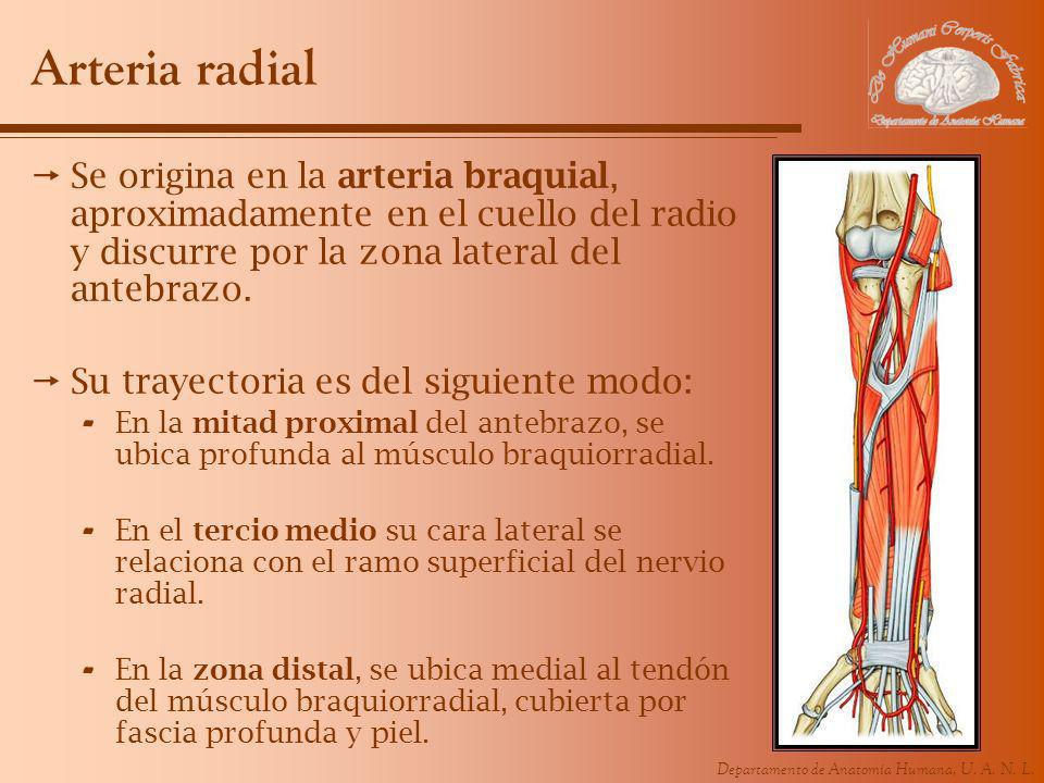 Arteria radial Se origina en la arteria braquial, aproximadamente en el cuello del radio y discurre por la zona lateral del antebrazo.