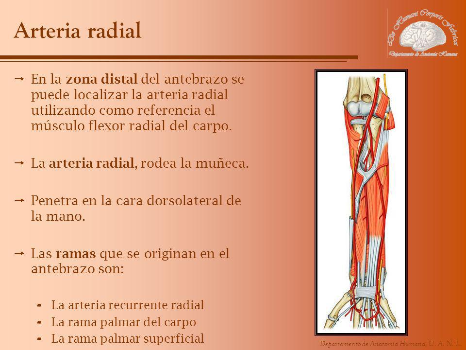 Arteria radial En la zona distal del antebrazo se puede localizar la arteria radial utilizando como referencia el músculo flexor radial del carpo.