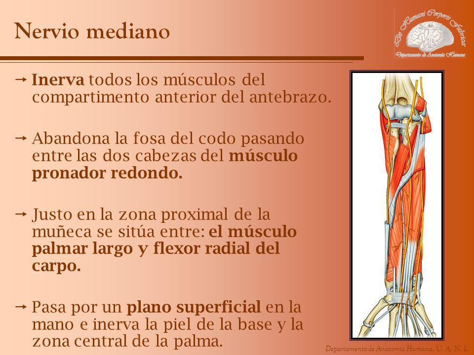 Nervio mediano Inerva todos los músculos del compartimento anterior del antebrazo.