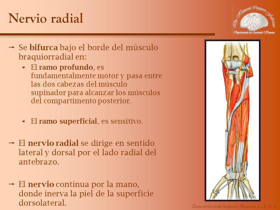 Nervio radial Se bifurca bajo el borde del músculo braquiorradial en: