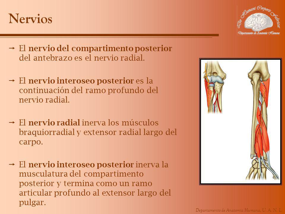 Nervios El nervio del compartimento posterior del antebrazo es el nervio radial.