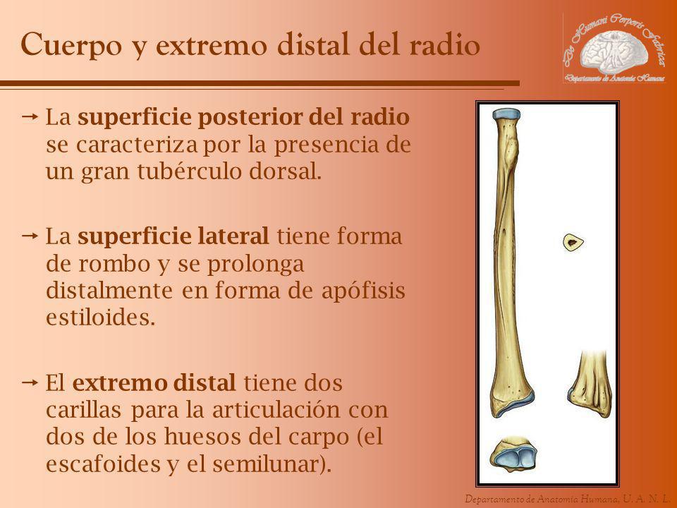 Cuerpo y extremo distal del radio