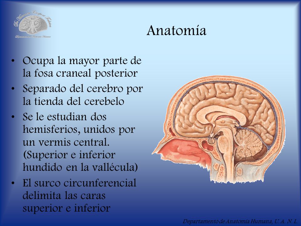 Anatomía Ocupa la mayor parte de la fosa craneal posterior