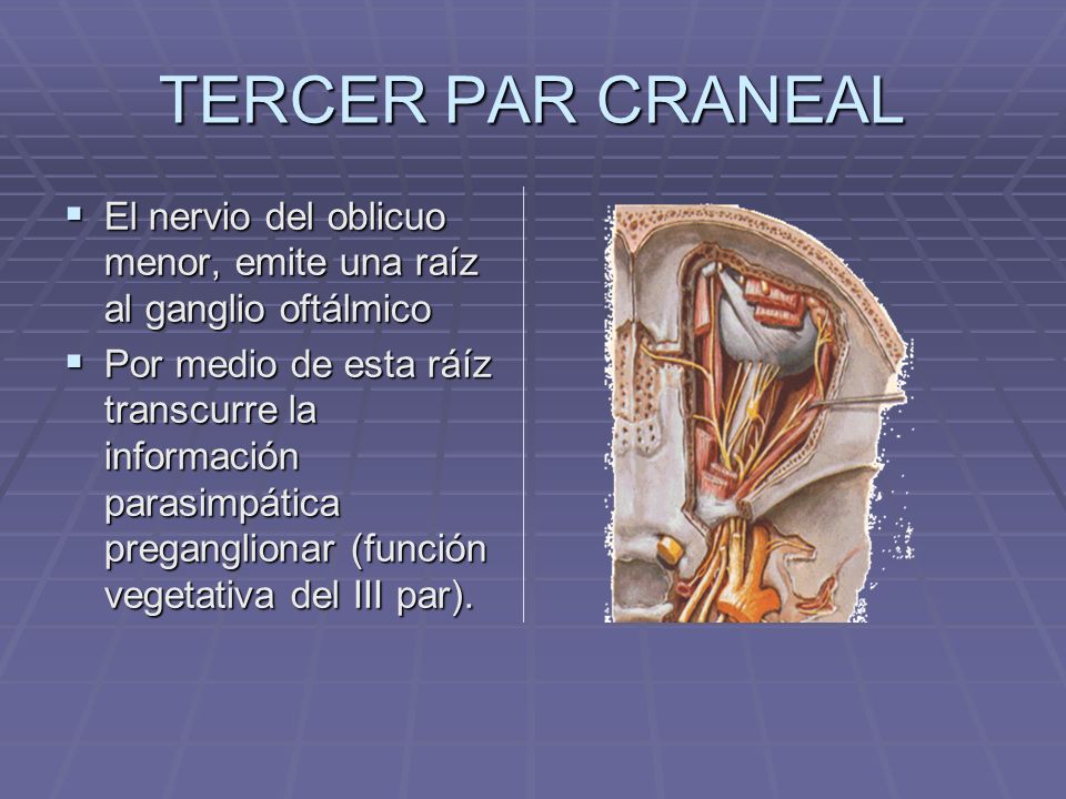 TERCER PAR CRANEAL El nervio del oblicuo menor, emite una raíz al ganglio oftálmico.