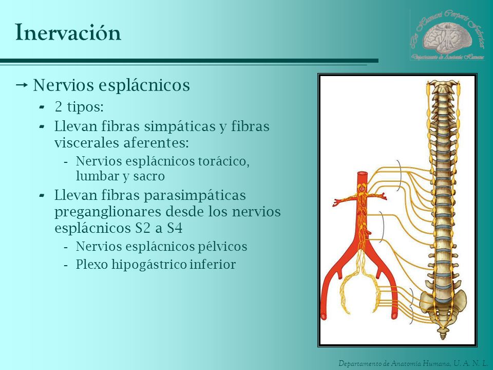 Inervación Nervios esplácnicos 2 tipos: