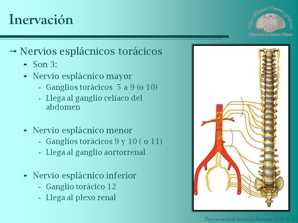 Inervación Nervios esplácnicos torácicos Son 3:
