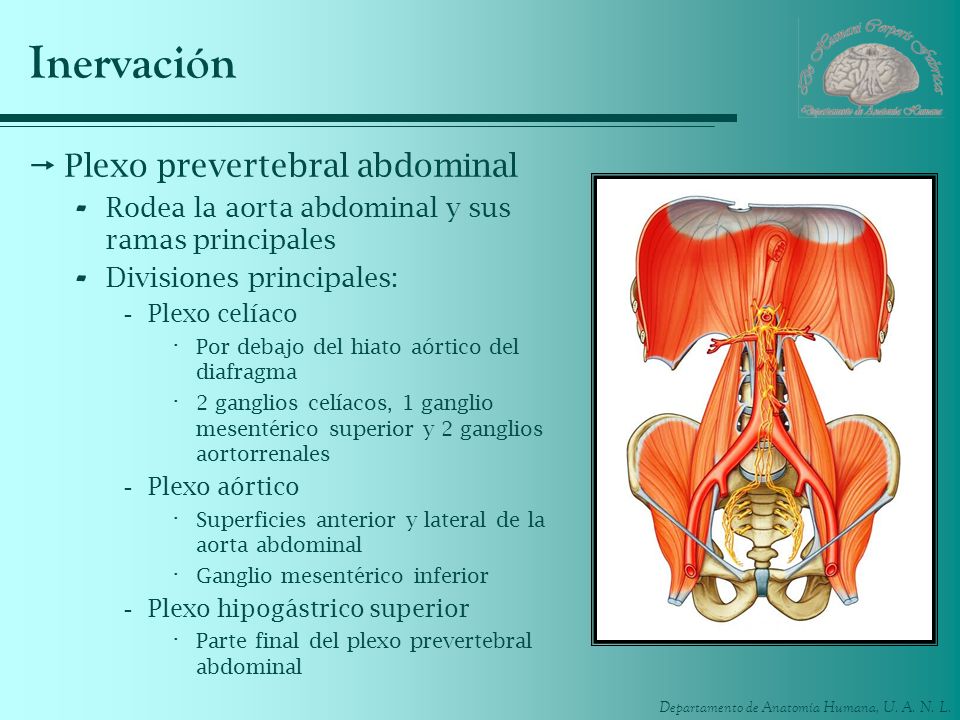 Inervación Plexo prevertebral abdominal
