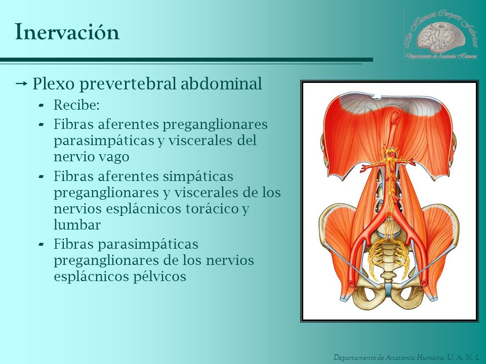 Inervación Plexo prevertebral abdominal Recibe: