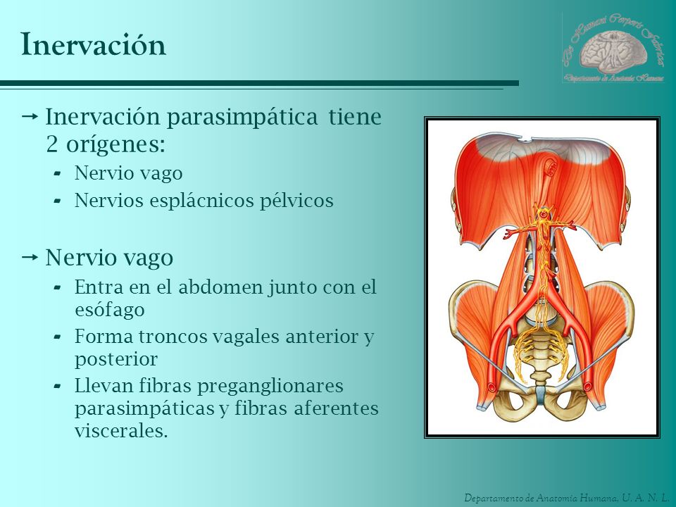 Inervación Inervación parasimpática tiene 2 orígenes: Nervio vago