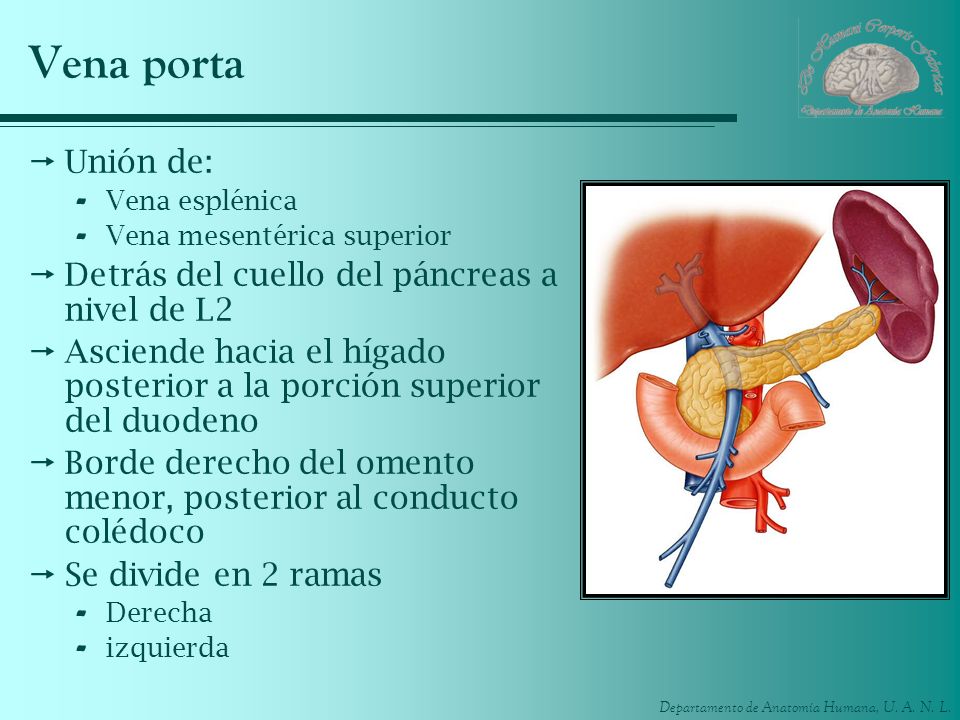 Vena porta Unión de: Detrás del cuello del páncreas a nivel de L2