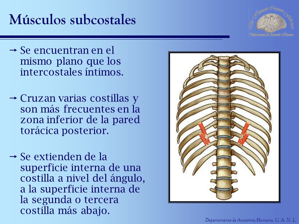 Músculos subcostales Se encuentran en el mismo plano que los intercostales íntimos.