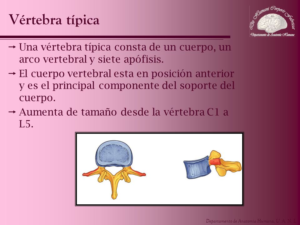 Vértebra típica Una vértebra típica consta de un cuerpo, un arco vertebral y siete apófisis.