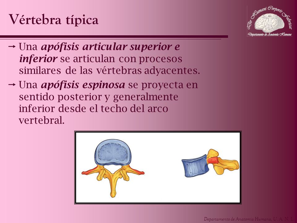 Vértebra típica Una apófisis articular superior e inferior se articulan con procesos similares de las vértebras adyacentes.