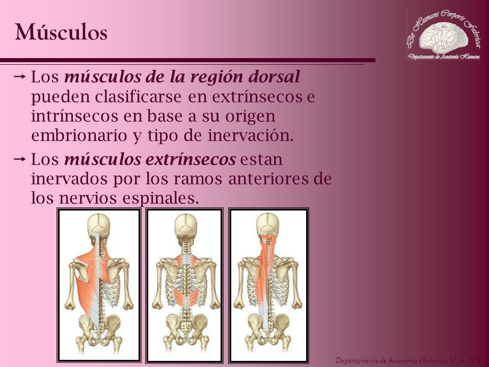 Músculos Los músculos de la región dorsal pueden clasificarse en extrínsecos e intrínsecos en base a su origen embrionario y tipo de inervación.