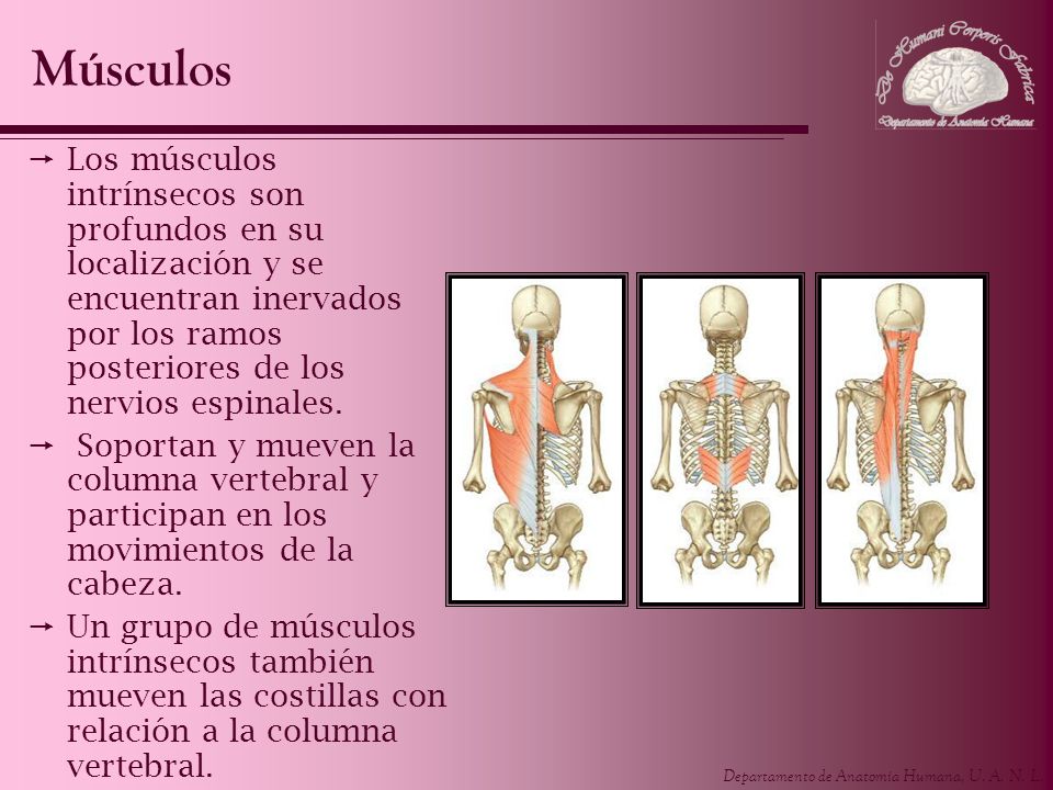 Músculos Los músculos intrínsecos son profundos en su localización y se encuentran inervados por los ramos posteriores de los nervios espinales.