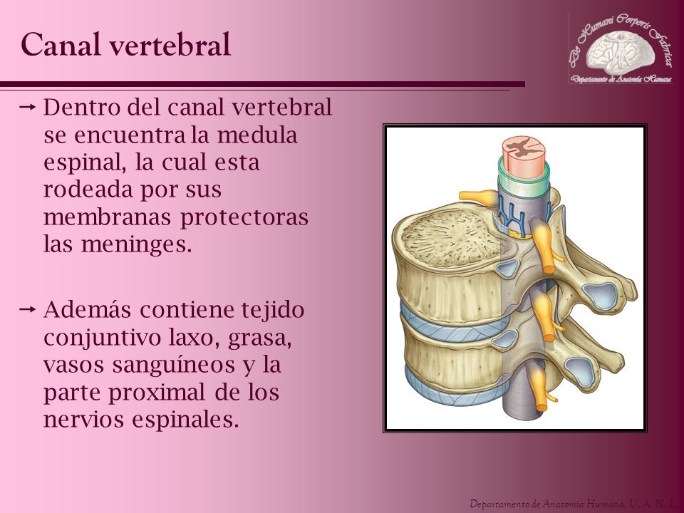Canal vertebral Dentro del canal vertebral se encuentra la medula espinal, la cual esta rodeada por sus membranas protectoras las meninges.
