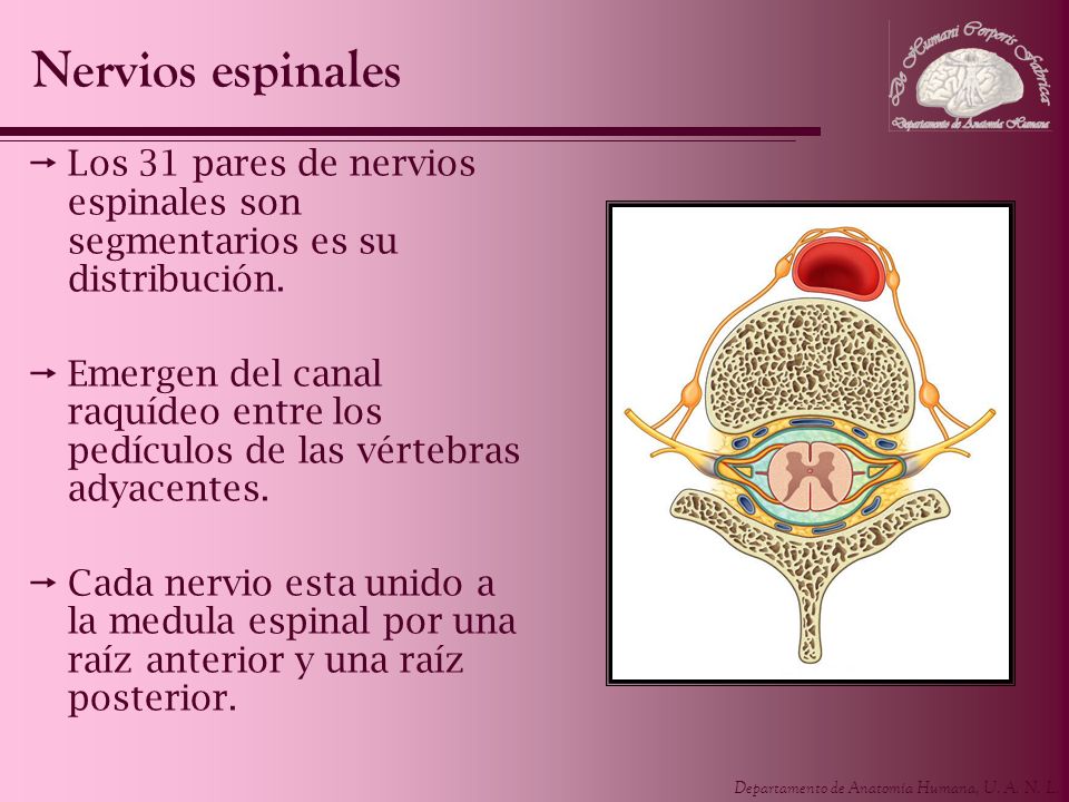 Nervios espinales Los 31 pares de nervios espinales son segmentarios es su distribución.