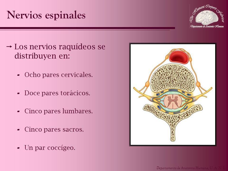 Nervios espinales Los nervios raquídeos se distribuyen en: