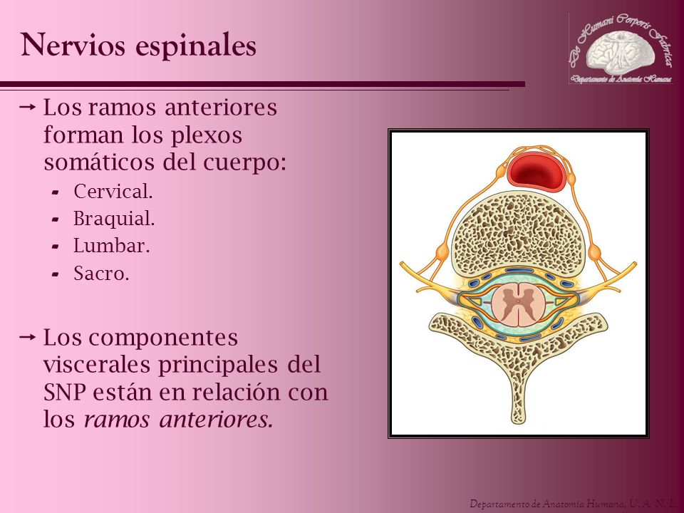 Nervios espinales Los ramos anteriores forman los plexos somáticos del cuerpo: Cervical. Braquial.