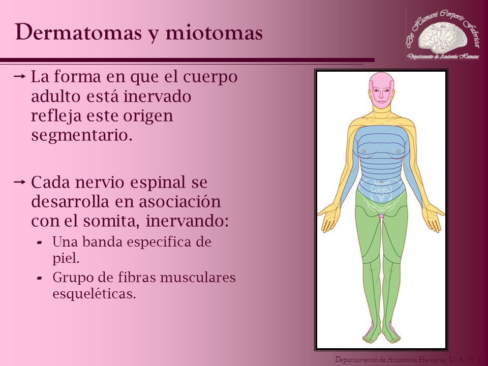 Dermatomas y miotomas La forma en que el cuerpo adulto está inervado refleja este origen segmentario.