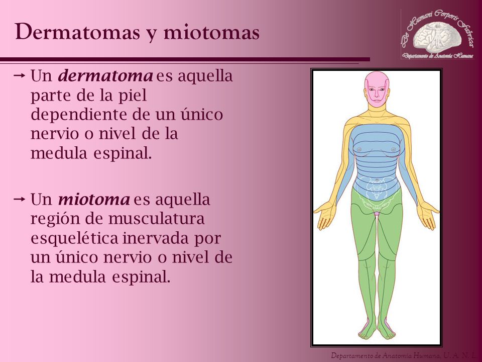 Dermatomas y miotomas Un dermatoma es aquella parte de la piel dependiente de un único nervio o nivel de la medula espinal.
