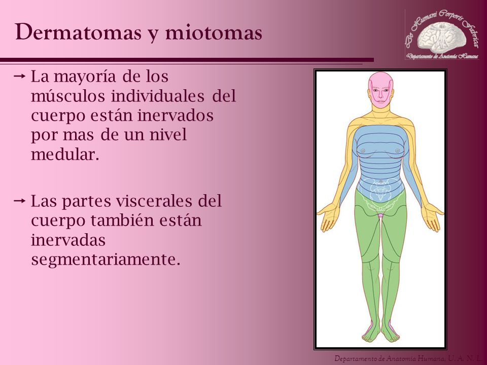 Dermatomas y miotomas La mayoría de los músculos individuales del cuerpo están inervados por mas de un nivel medular.