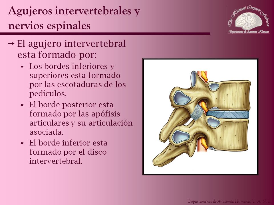 Agujeros intervertebrales y nervios espinales