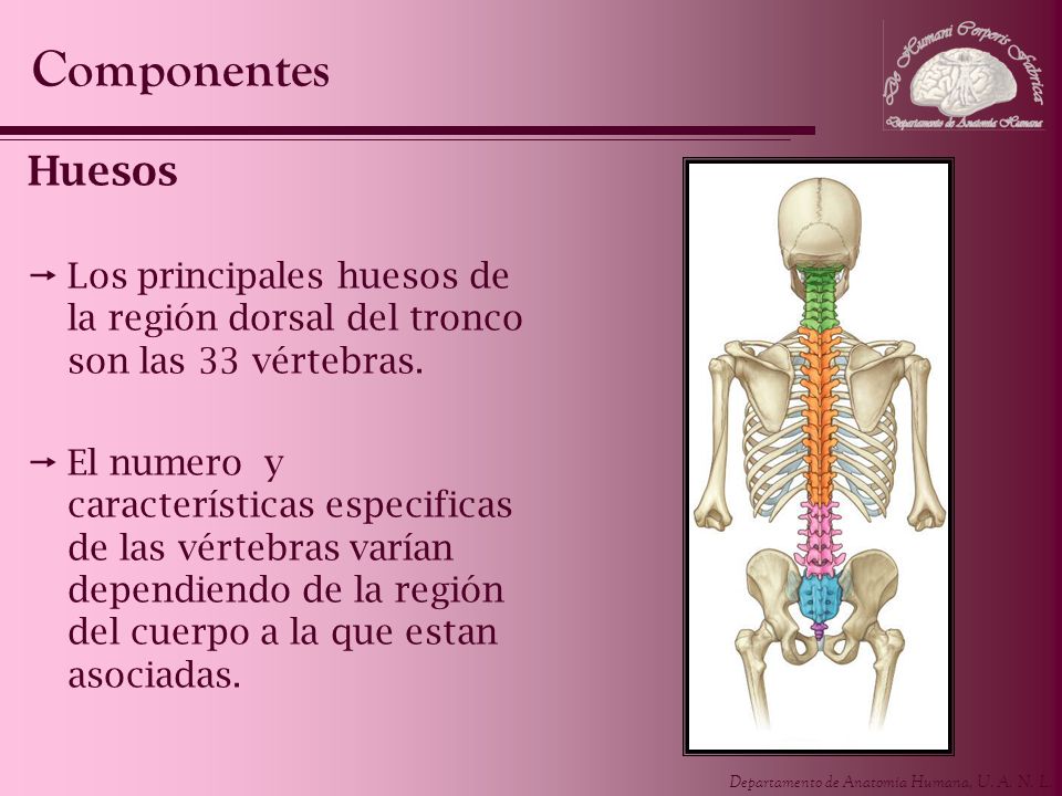 Componentes Huesos. Los principales huesos de la región dorsal del tronco son las 33 vértebras.