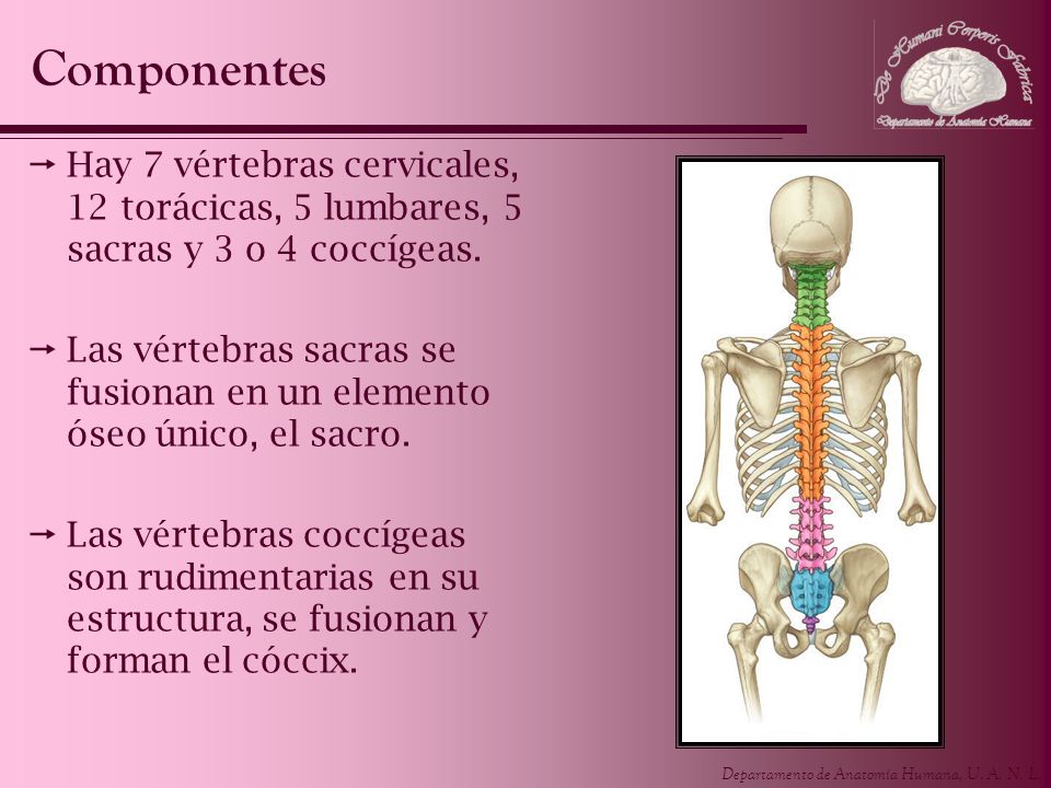 Componentes Hay 7 vértebras cervicales, 12 torácicas, 5 lumbares, 5 sacras y 3 o 4 coccígeas.