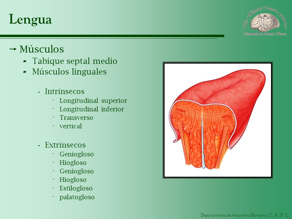 Lengua Músculos Tabique septal medio Músculos linguales Intrínsecos